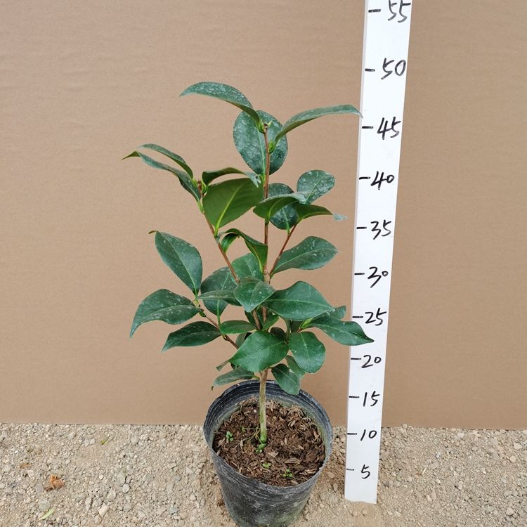 h东方亮茶花盆栽树苗水晶白纯白四季绿植室内阳台客厅庭院带花苞