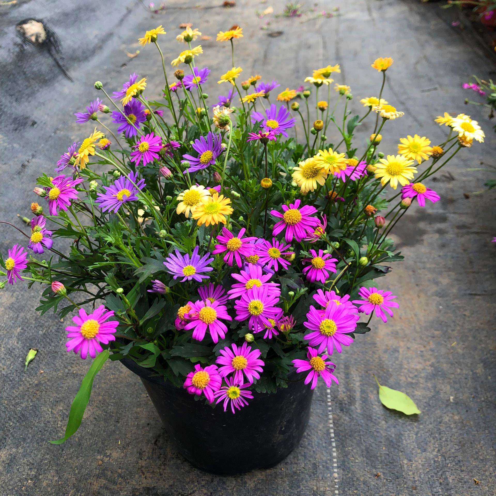 稀有混色姬小菊盆栽阳台庭院盆栽地栽多年生草本四季开花耐热耐寒