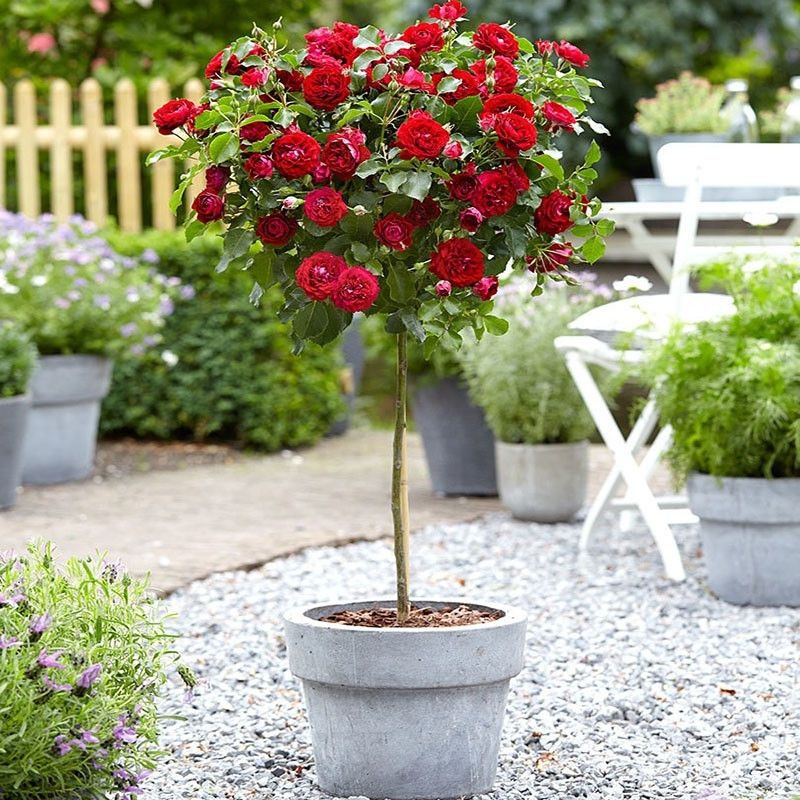 嫁接树桩月季老桩彩色棒棒糖月季花苗特大花树状四季庭院盆栽地栽