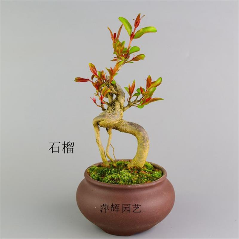 精品结果石榴盆栽 造型小品微型盆景 桌面迷你老桩 掌上绿植花卉