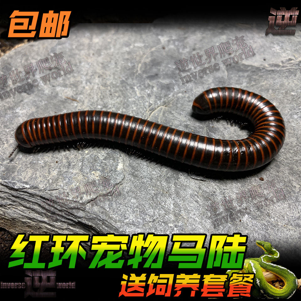 红环马陆宠物 活体昆虫金环马陆 爬宠千足虫非洲巨人马陆马陆包活