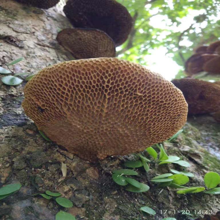 广东本地货野生毛蜂窝菌蜂窝灵芝龙眼梳野生龙眼菌250克