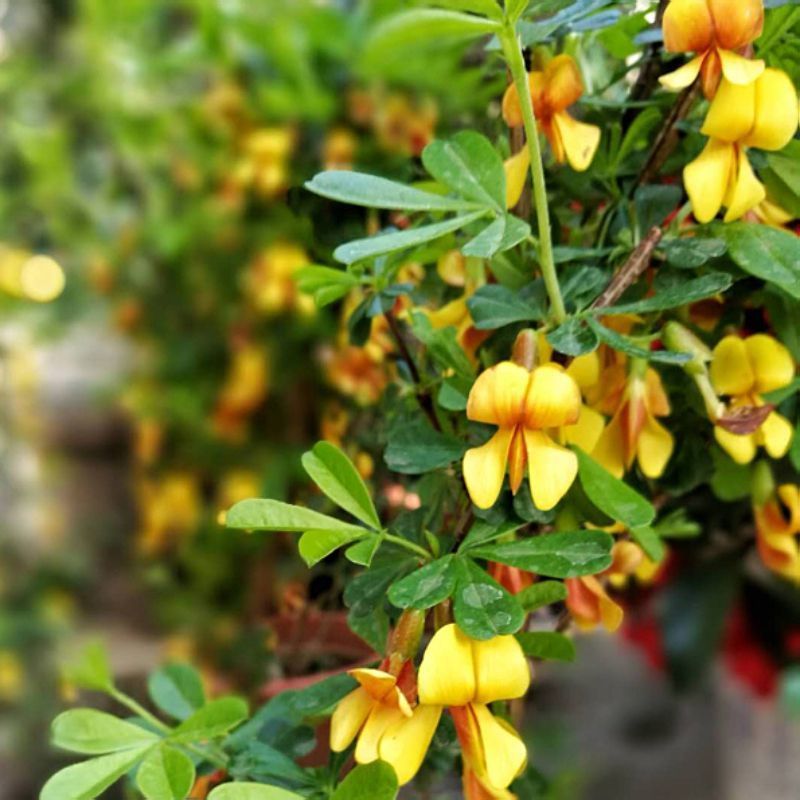 东北金雀锦鸡儿金雀梅锦鸡儿金雀花南北绿化盆栽花卉绿化花灌木