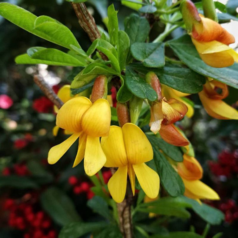 东北金雀锦鸡儿金雀梅锦鸡儿金雀花南北绿化盆栽花卉绿化花灌木