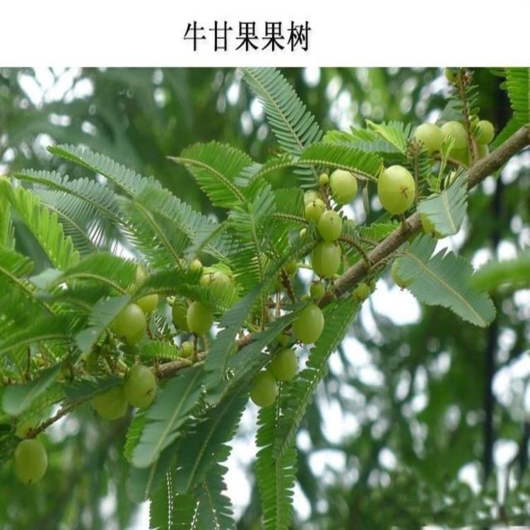 新鲜油甘 牛甘果 甜油甘 潮汕油甘果 余甘子 孕妇酸水果1斤