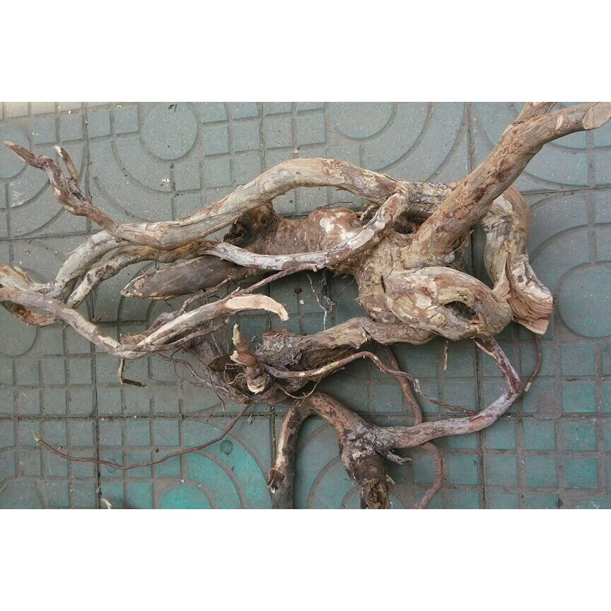 纯正野生中药材雀梅藤根 刺杨梅 雀梅刺 酸梅簕 对节刺 鹤膝风