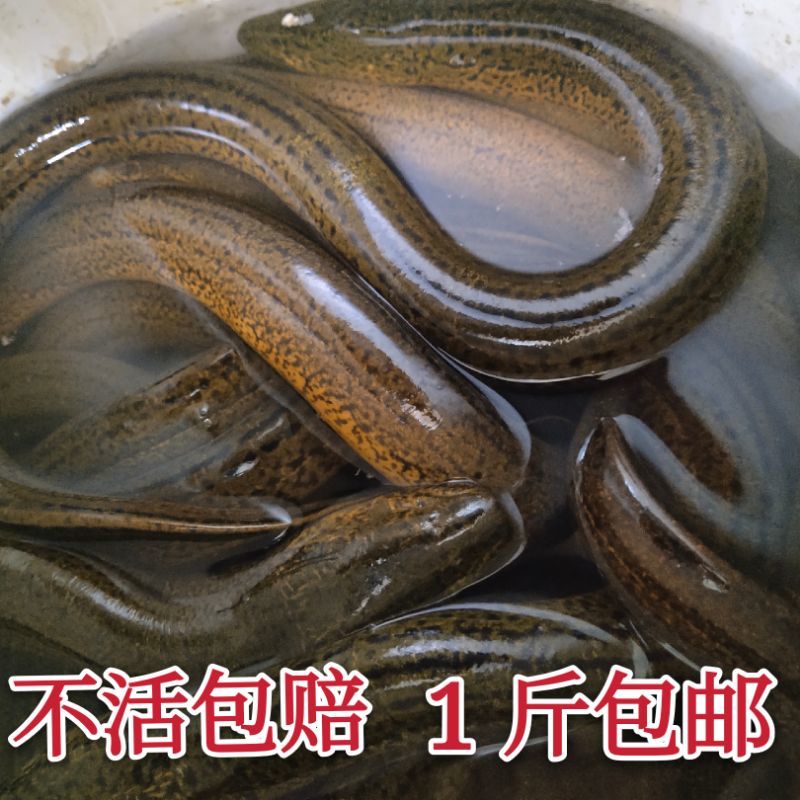 天然黄鳝鱼新鲜活小土鳝鱼血长盘鳝【3月25日发完】