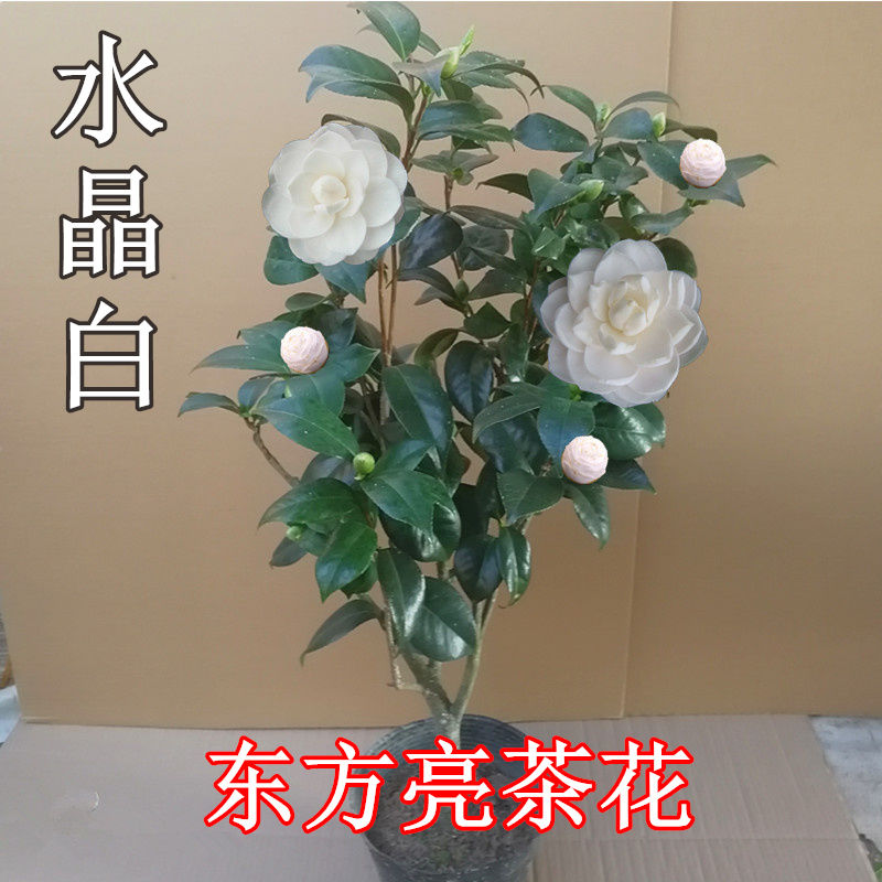 hay福建东方亮茶花树苗盆栽水晶白茶花室内外春冬季开花绿植花卉