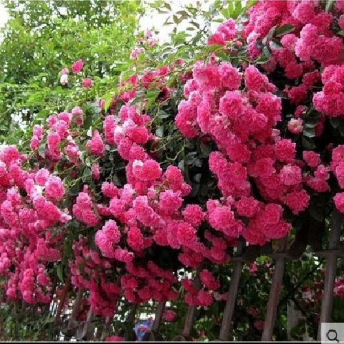 花语蔷薇苗多花爬藤蔷薇花苗 花卉盆栽绿植玫瑰月季科