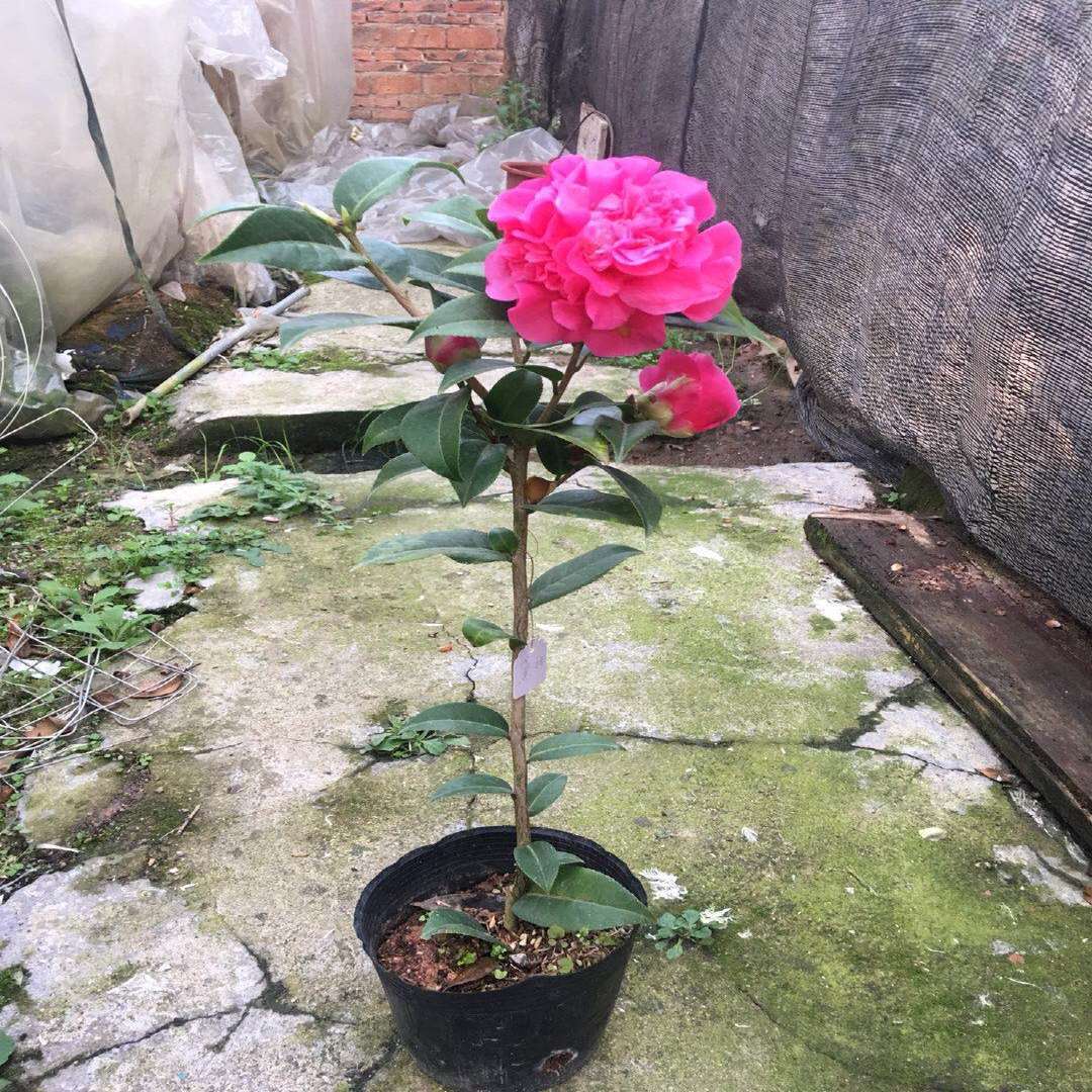 欣喜黛比茶花品种苗 深粉色茶花 室内外绿植花卉盆栽