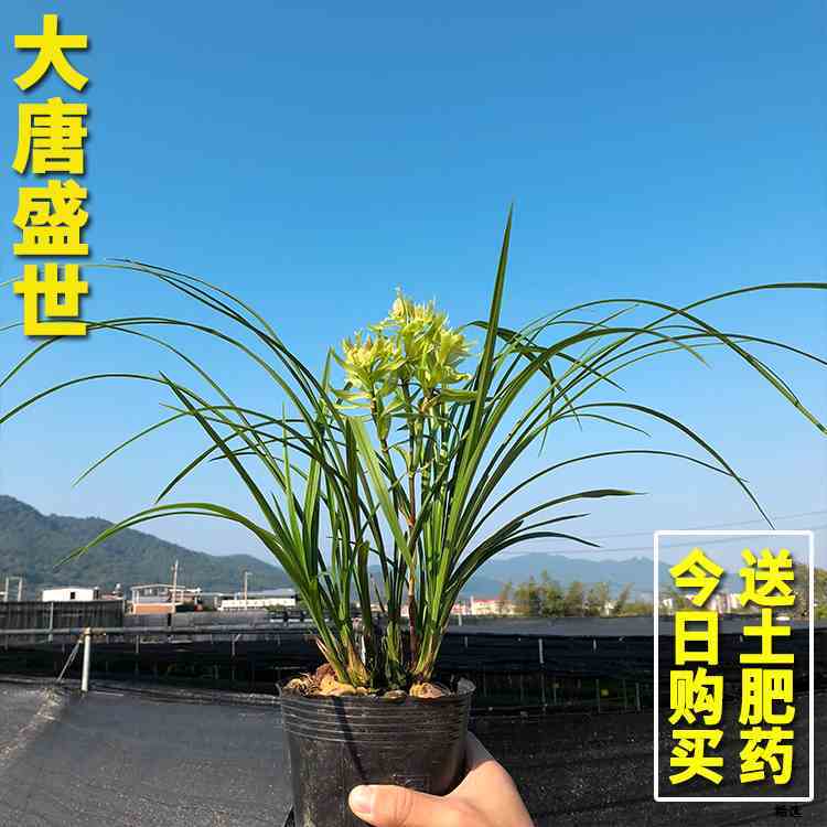 细选兰花苗 大唐盛世 春兰名品浓香多瓣奇花春季带花苞绿植物花卉