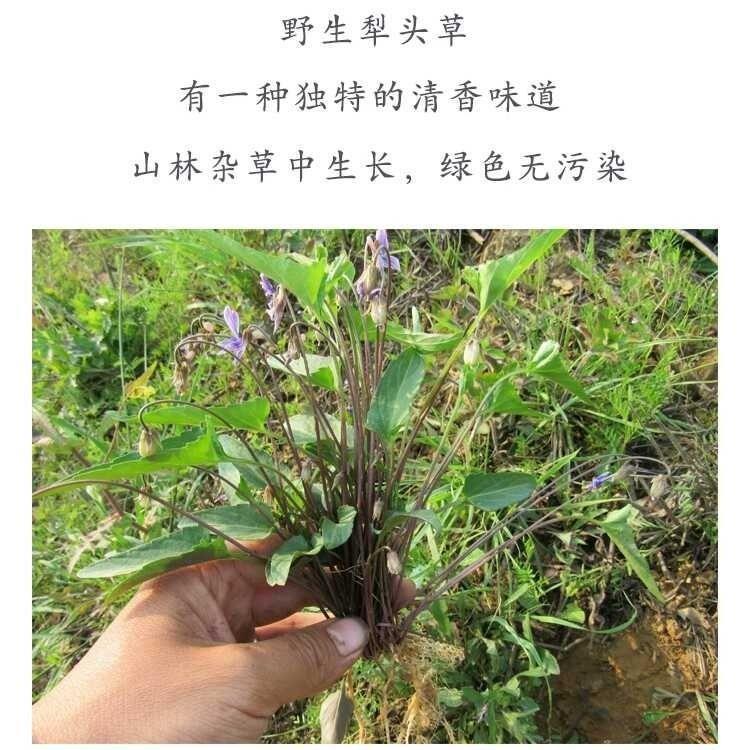 秦岭铧头草野生药材新鲜晒干干货犁头草铧头草紫花地丁500g包邮