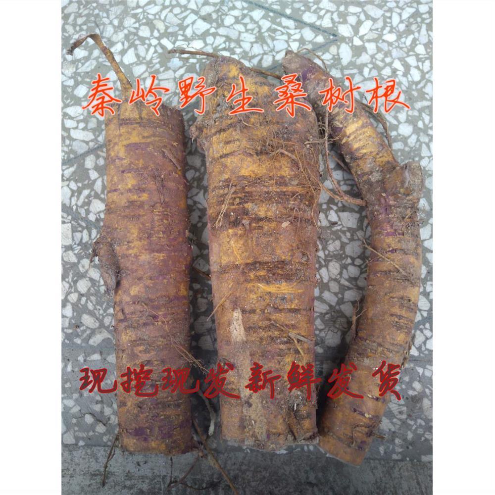 新鲜桑根 桑树根 老桑树根 桑白皮 桑根皮 老桑皮 桑根500g包邮