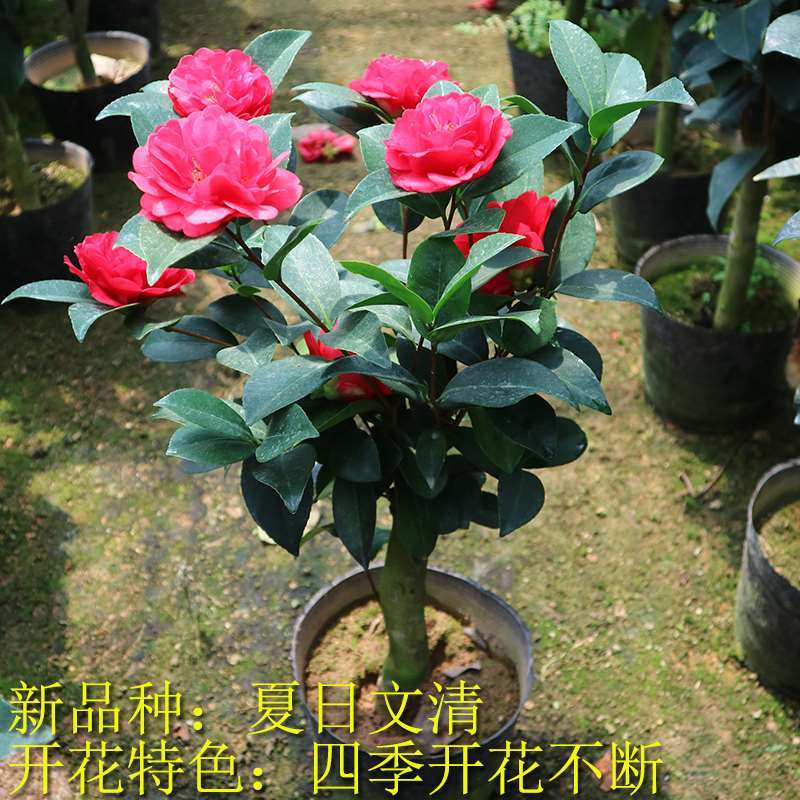 四季茶花盆栽开花不断夏日七星文清衍平小旋庭院嫁接花卉树苗植物