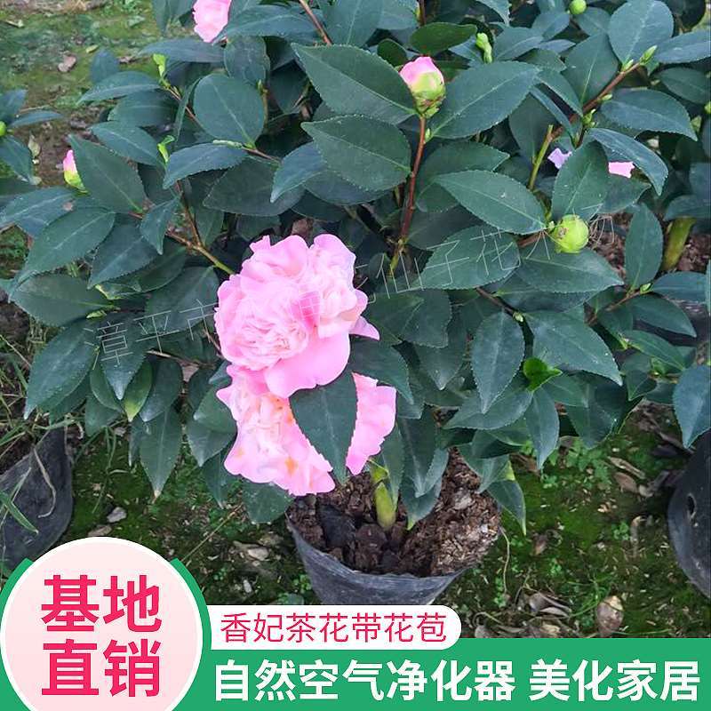 香妃茶花苗烈香茶花树花卉阳台耐冬庭院花苗盆栽浓香四季树苗