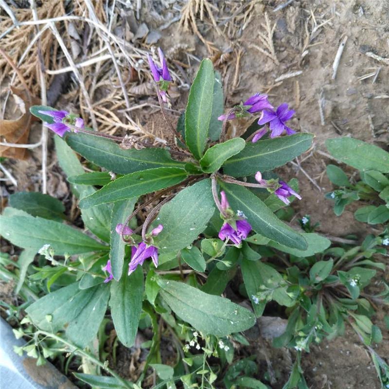 新鲜野生紫花地丁地丁草铧头草犁头草小鸡菜光瓣堇菜干品250g包邮