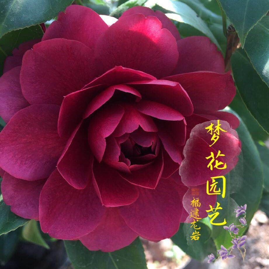 顺丰紫玫瑰茶花又名海角乐园 紫红色稀少名贵品种 室内外绿植花卉