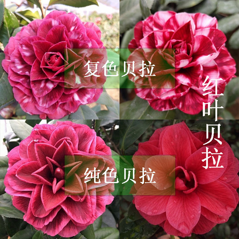 精品红叶贝拉山茶花苗黑紫贝拉大玫瑰稀有品种茶花嫁接树茶花小苗