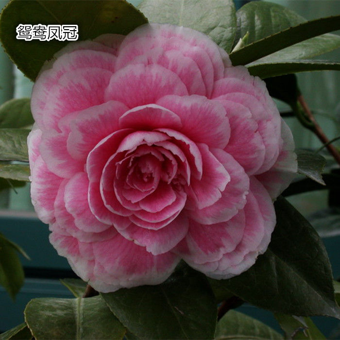 小爱鸳鸯凤冠茶花苗花卉盆栽3-4年苗一树多色山茶花品种实物拍摄