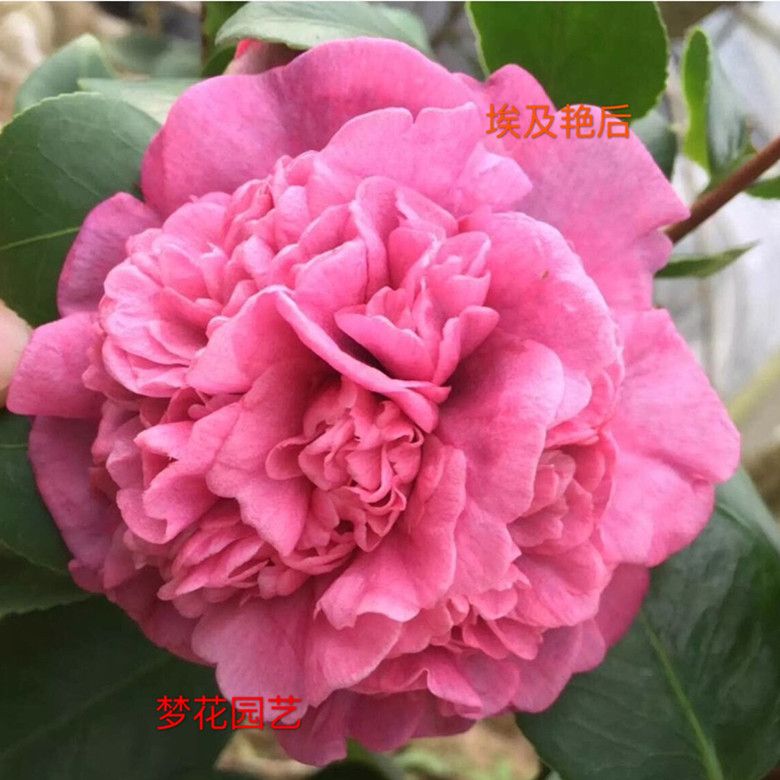 顺丰埃及艳后茶花盆栽苗室内外庭院观花观叶绿植花卉盆栽 实物拍