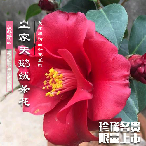 皇家天鹅绒茶花盆栽名贵黑红色珍稀品种茶花盆栽阳台庭院花苗包邮