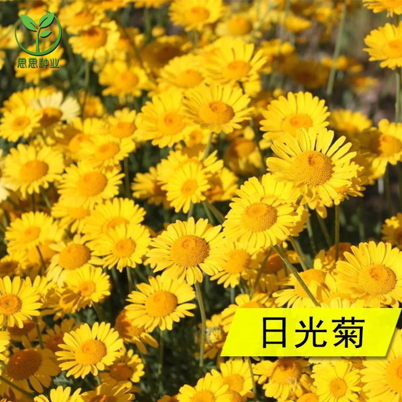 花草种子 家庭园艺花卉种子 日光菊种子菊苣族小黄花籽种子包邮