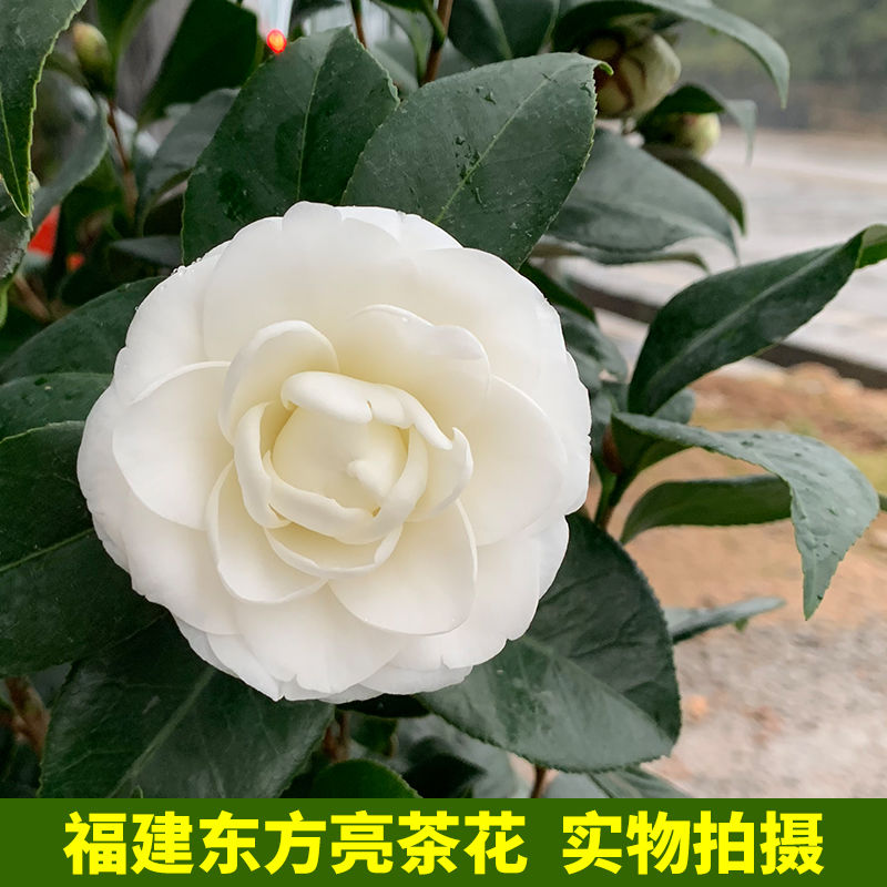 精选福建东方亮茶花盆栽苗纯白色系列品种水晶白山茶花卉庭院阳台