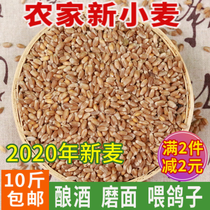 10斤装2020年新麦子东北带皮小麦粒小麦酿酒喂鸽子鸟粮粮食包邮