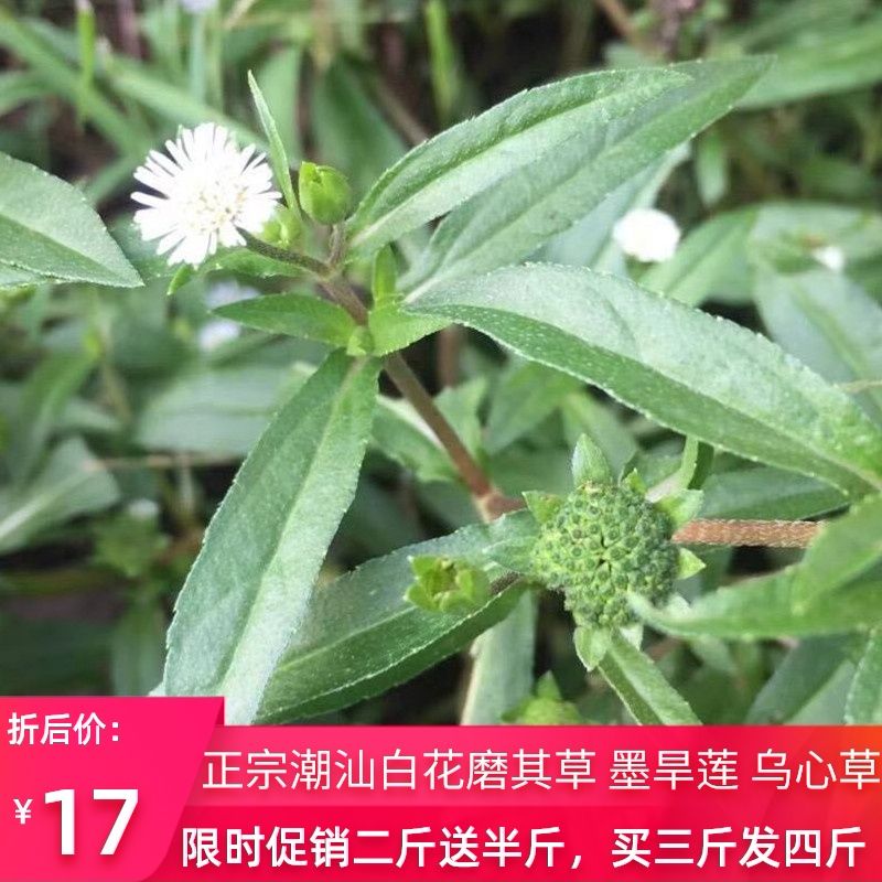 新鲜墨旱莲现采野生白旱莲草子莲草墨汁草白花磨其草500g中草药