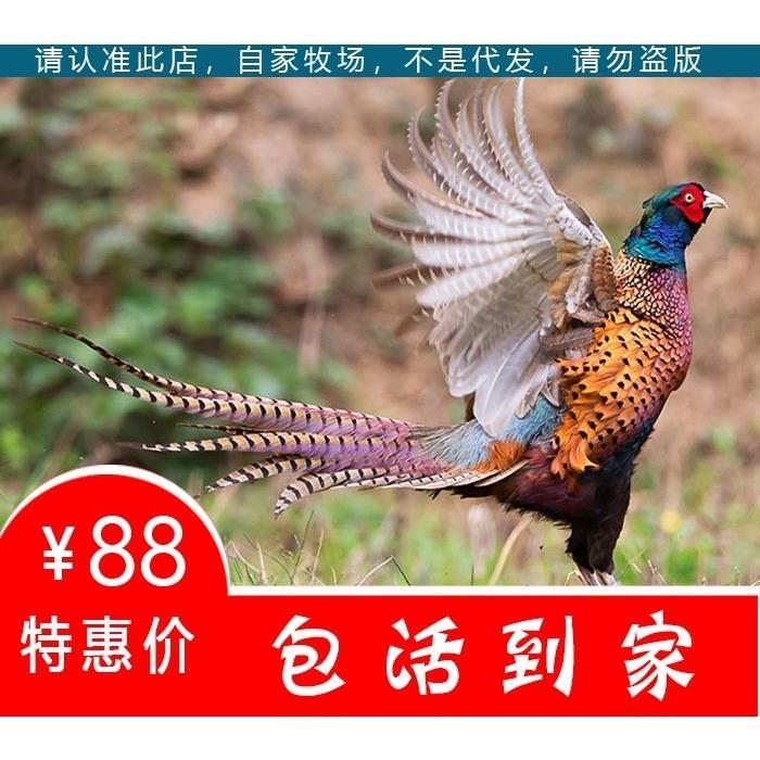 山鸡一对 活体鸡七彩山鸡鸡七彩鸡观赏鸡斗鸡蓝山鸡活体包邮到家