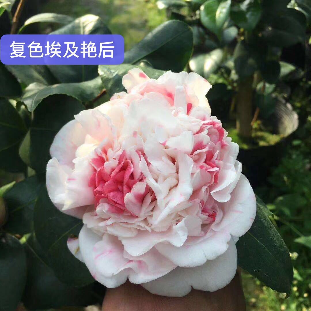 名贵复色埃及艳后】山茶花树苗盆栽带花苞阳台庭院室外大花热销耐