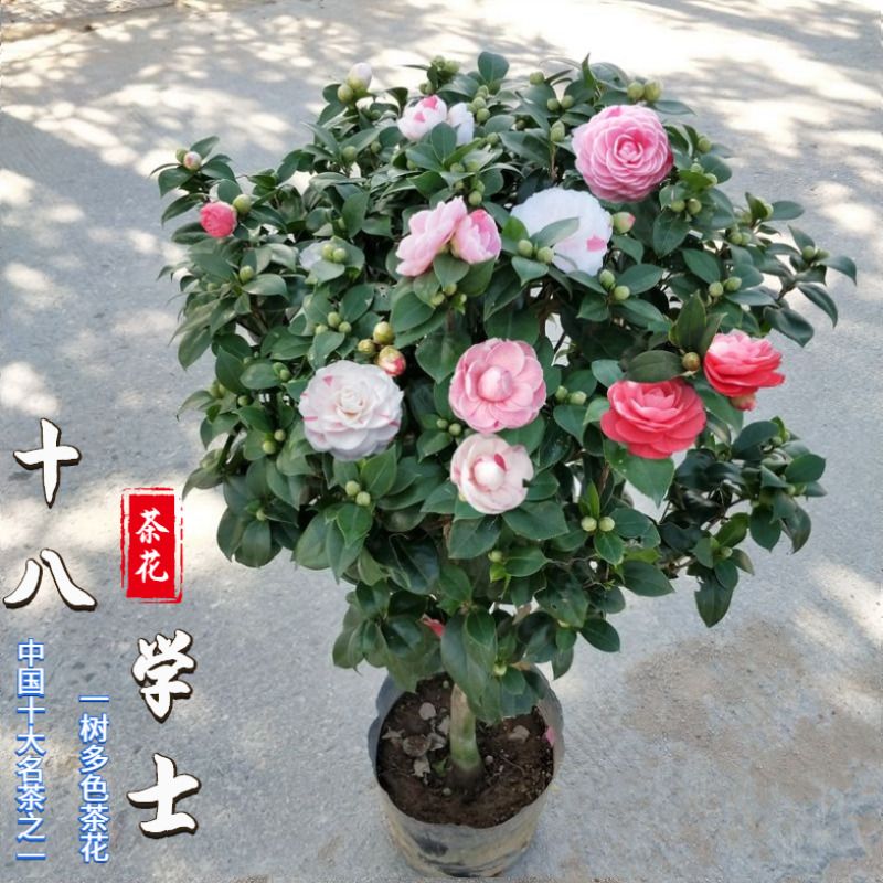 精品十八学士茶花盆栽苗白底粉色带花苞一花多色山茶名贵庭院绿植