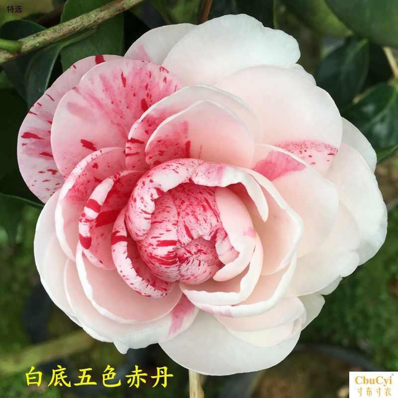 特选白底五色赤丹茶花苗带花苞一树多色花卉盆栽植物阳台客厅四季