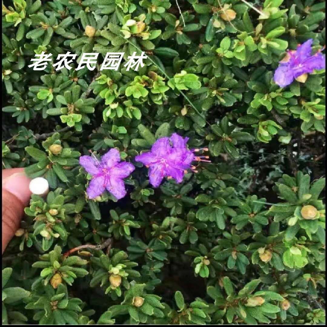 云南高山米叶杜鹃花小叶亮毛杜鹃盆景小米杜鹃老桩树桩盆栽常绿