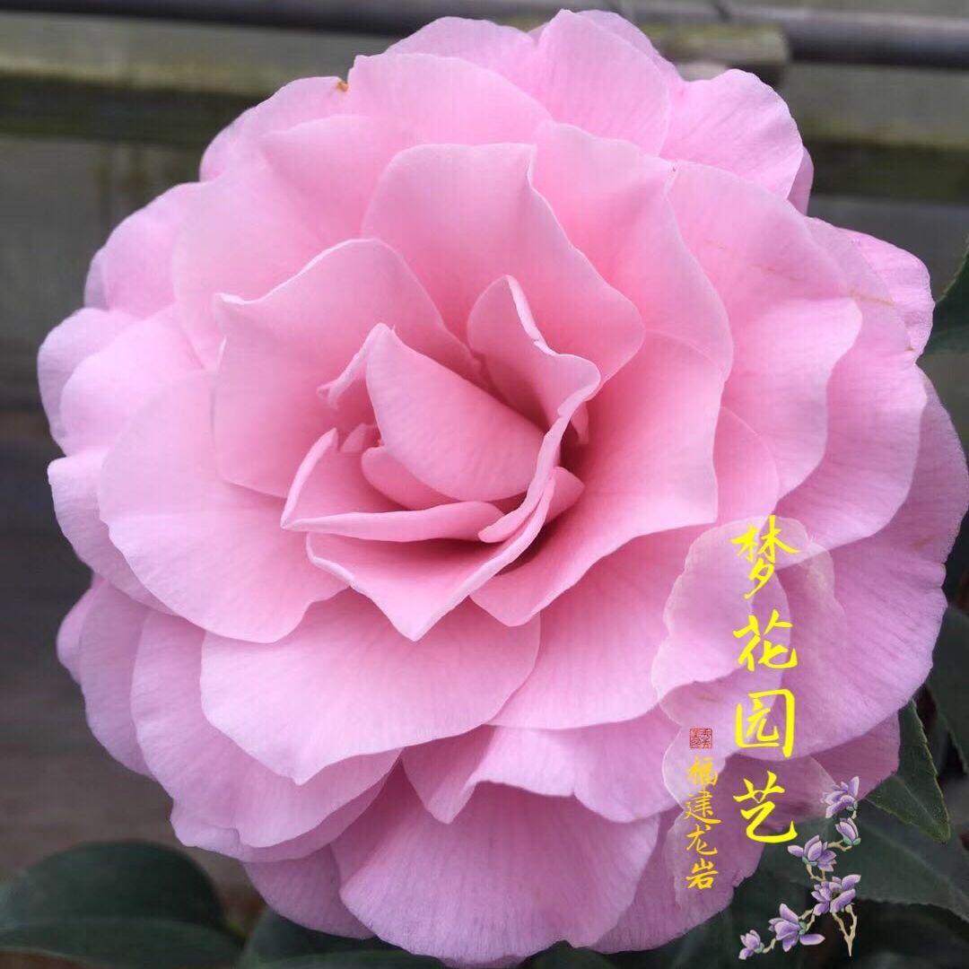 顺丰希利米切尔茶花树苗粉色花系室内外绿植观花观叶花卉盆栽