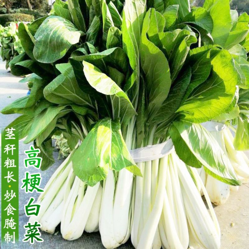 长梗高杆白菜种子四季小白菜种子青菜种籽农家大田阳台蔬菜种孑籽
