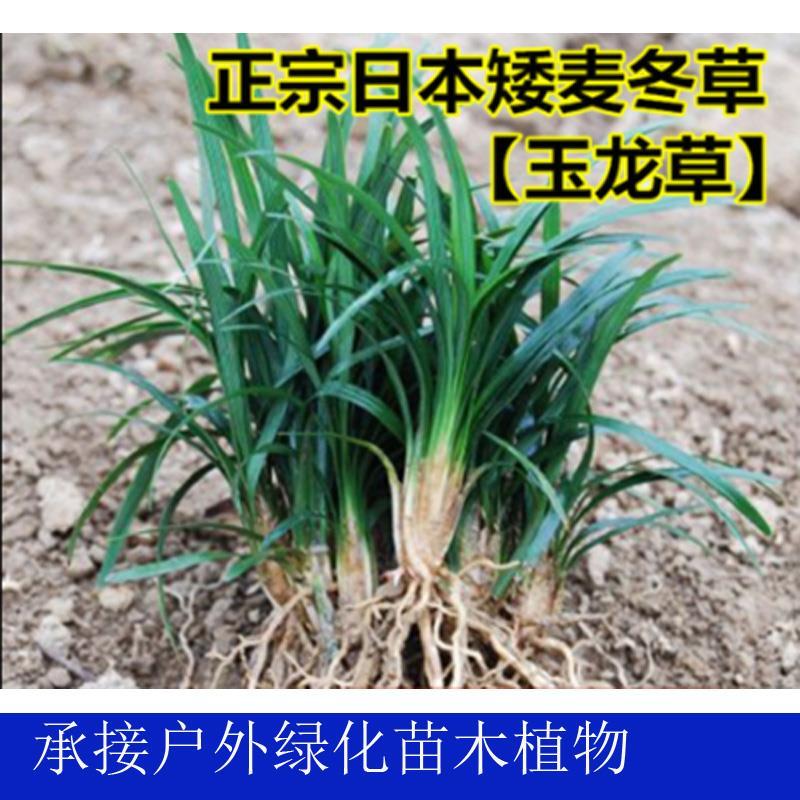 庭院绿化苗木地被植物玉龙草矮麦冬草吉祥草园林绿化开花四季常绿