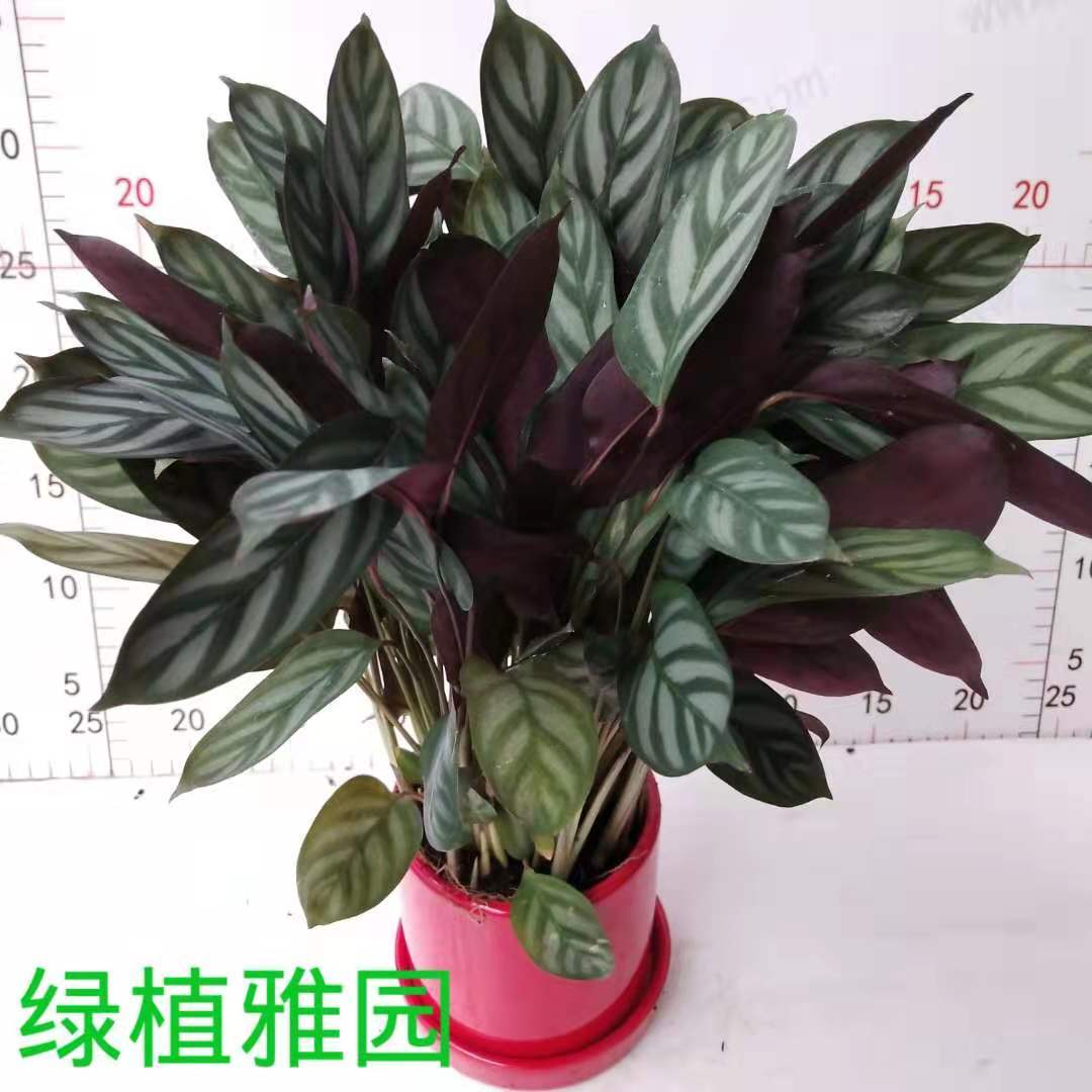 壮苗新飞羽竹芋盆栽紫背彩叶植物室内办公桌面绿植吸甲醛净化空气