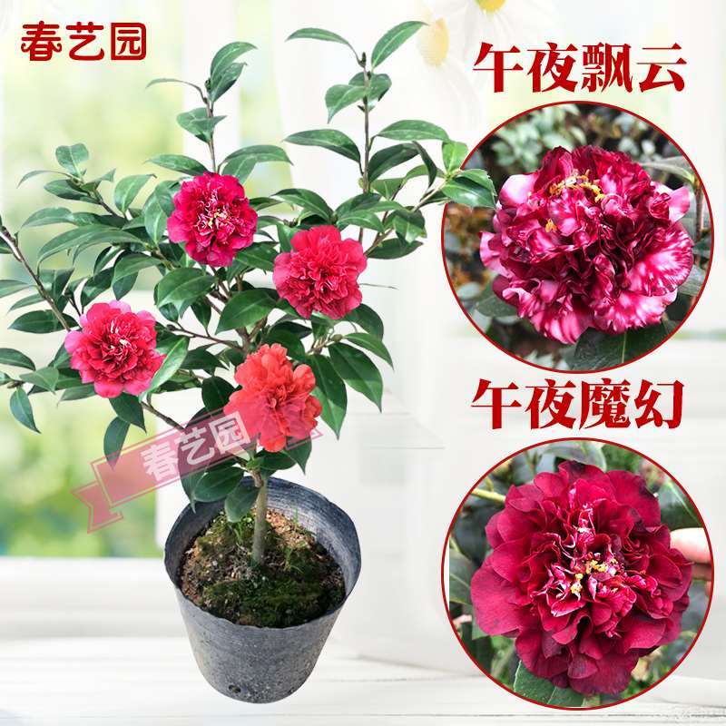 嫁接午夜魔幻茶花名贵品种黑红色花苗花卉盆栽室内绿植盆景好养