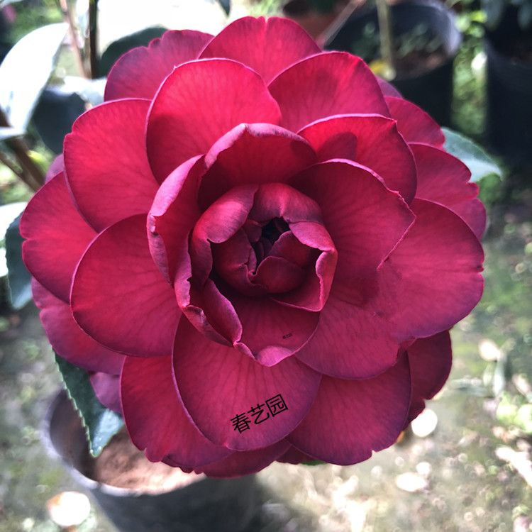伯拜范 进口品种黑红色茶花 窗台客厅有光照花园庭院高档花