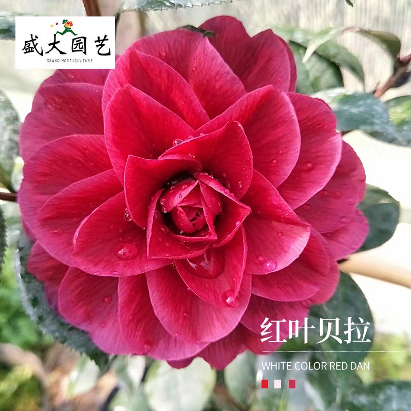 精选红叶贝拉大玫瑰山茶花卉珍贵稀有品种纯色黑紫金华美女盆栽苗