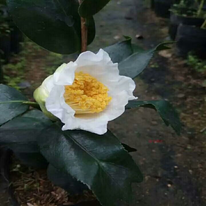 顺丰鱼尾茶花苗叶艺白色鱼尾年年有余茶花 有香味花卉叶子鱼尾形