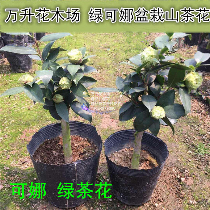 顺丰可娜茶花 绿云茶花 珍贵茶花 绿色系列茶花