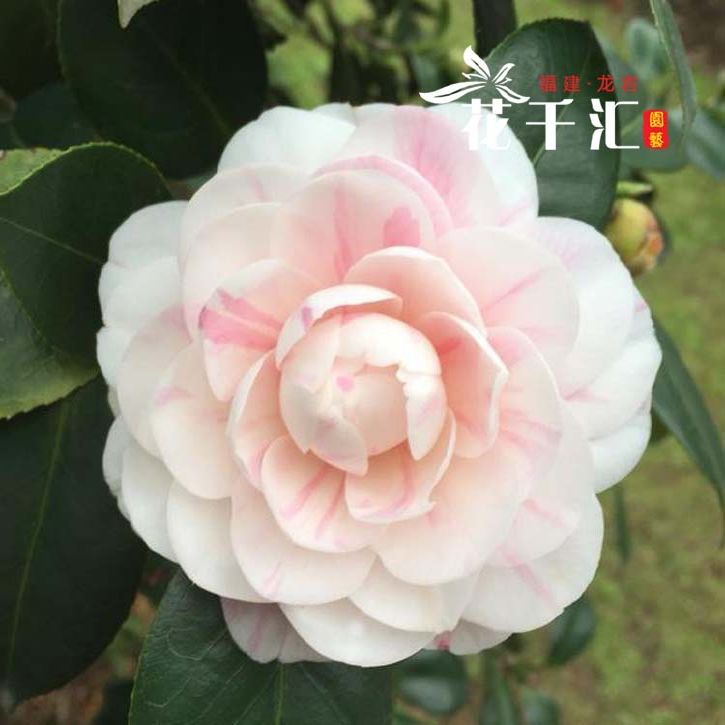 名贵七仙女茶花 一树多色 福建龙岩永福名贵盆栽室内阳台好养稀有