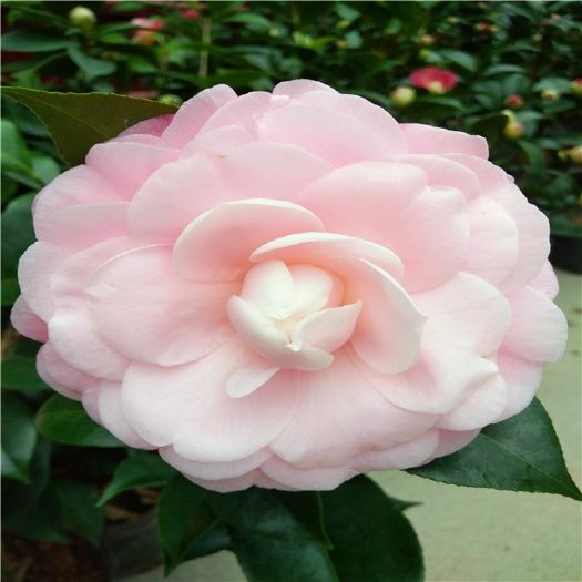 精选牛西奥雕石茶花 又名美人艳茶花 粉色大到巨型花