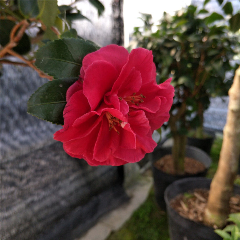 精选红茶梅财神白茶梅朝仓茶梅梅花型茶花盆栽花卉绿植阳台