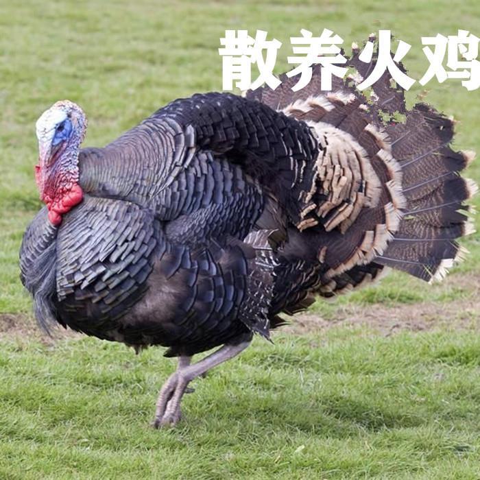 散养火鸡8斤左右脱温鸡 半大珍珠鸡活体包邮