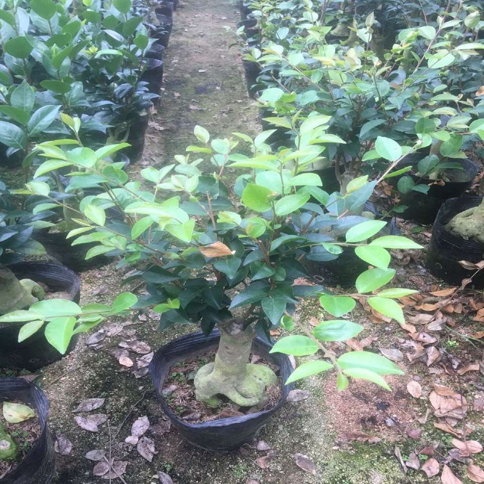 东方日本朝仓茶梅盆景 嫁接提根造型 名贵稀有品种香水姑娘茶花带