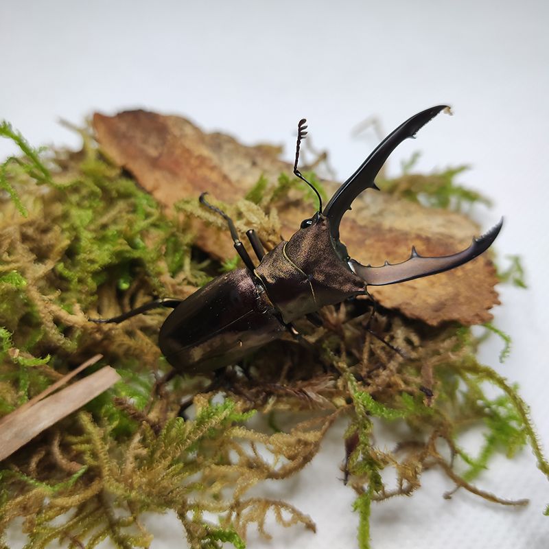 美他利佛细身赤锹甲幼虫成虫独角兽宠物甲虫美它力佛cmf大锹形虫 虎窝拼