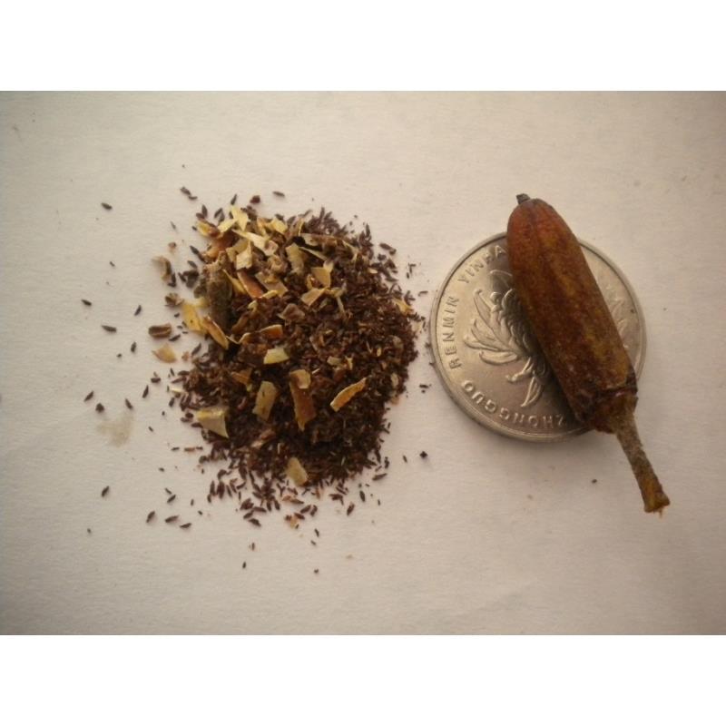 马缨花高山杜鹃种子当年新采净种开大红色花量大优惠